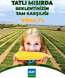 Vega Mısır Tohumu